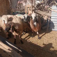 ۱۲عددکاورشیرازی.رابر|حیوانات مزرعه|رابر, |دیوار