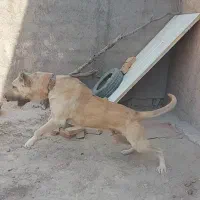 سگ سرابی|سگ|صفادشت, |دیوار