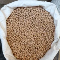نخود بهاره بیونیج همدان