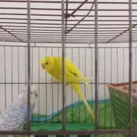 یک جفت مرغ عشق زیبا بدون قفس