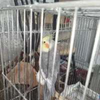 سینامون عروس هلندی نر