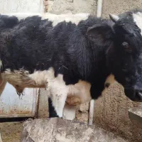 گاونر|حیوانات مزرعه|سراوان, |دیوار