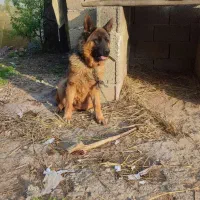 سگ ژرمن شپرد ماده اصیل شیبدار