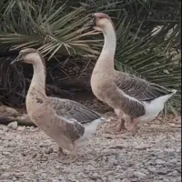 مرغ وخروس وقوقاز|حیوانات مزرعه|چغادک, |دیوار