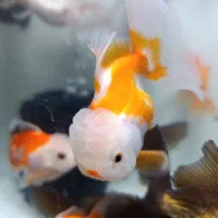 گلدفیش نژادداردرشت|ماهی|شادگان, |دیوار