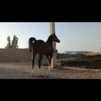 اسب|اسب و تجهیزات اسب‌سواری|بادرود, |دیوار