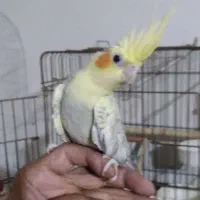 عروس هلندی(جوجه)|پرنده|ساوه, |دیوار