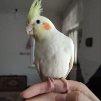 جفت عروس هلندی نر و ماده