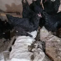 جوجه مرغ و خروس مرندی سیاه اصل(اصالت صددرصد)