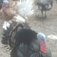 تعدادی بوقلمون نر وماده نژاد برنز وبوربون ۱۷ ماه|حیوانات مزرعه|مشهد, منزل آباد|دیوار