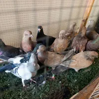 تاپ و رنگی و دورگ