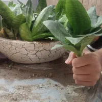 گل سانسوریا  و اشک زلیخا