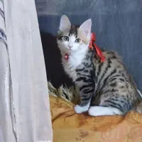 گربه DLH