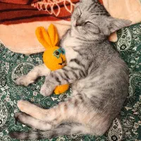 گربه|گربه|قشم, |دیوار