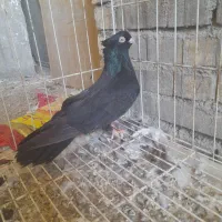 کبوتر زاغ نر یسر صرب در شادگان