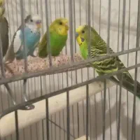 مرغ عشق|پرنده|آبادان, |دیوار