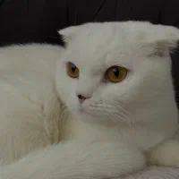 گربه اسکاتیش‌|گربه|تهران, زعفرانیه|دیوار