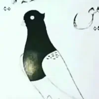 جوجه شهری کاکل