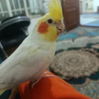 عروس هلندی دست باز جفت