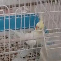 عروس‌هلندی