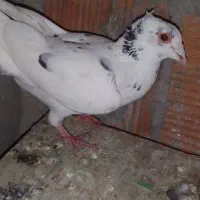 کبوتر غروب بازی