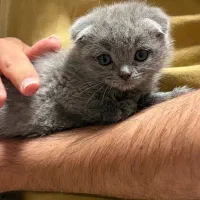 گربه ماده اسکاتیش بلو