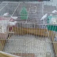 تعدادی فنچ نر وماده