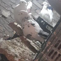 گم شده سوسکی دم سیاه