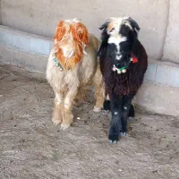 فروش کوه قوچ اصل بختیاری ذات وجنس دار|حیوانات مزرعه|شیراز, میانرود|دیوار