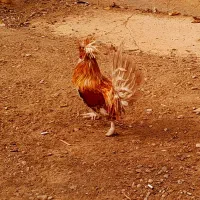 فروش خروس و مرغ های گلین|حیوانات مزرعه|لاران, |دیوار