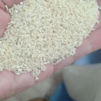 ریز دانه دم سیاه دودی