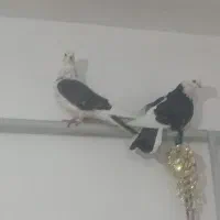 کبوتر تک پر