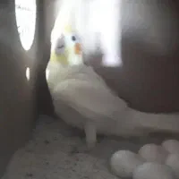 عروس هلندی|پرنده|ری, علایین|دیوار