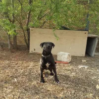 طوله دو رگ سرابی و بومی