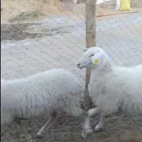 شیشک آصف