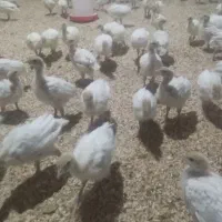 جوجه بوقلمون