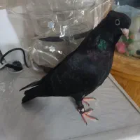 کفتر زاغ دستی|پرنده|اردکان, |دیوار