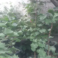 ژینکو ریشه پر