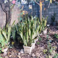 گل سانسوریا|گل و گیاه طبیعی|خمام, |دیوار