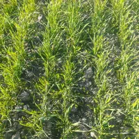 برنج دمسیاه از کشت خودم