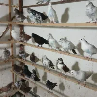 کبوتر فروشی|پرنده|رشت, جماران|دیوار