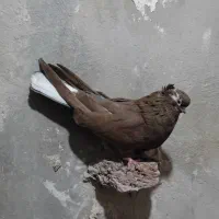 کبوتر