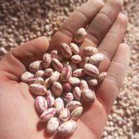 لوبیا چیتی