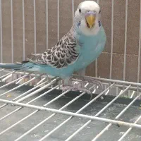 یک جفت مرغ عشق سالم و سرحال