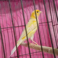 قناری نر مست خوان پرتقالی