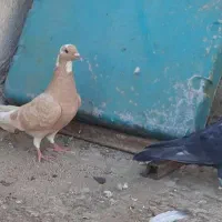 جفت کبوتر نر و ماده|پرنده|اهواز, فاز ۱ پادادشهر|دیوار