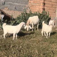 بز سانن|حیوانات مزرعه|بندر ترکمن, |دیوار