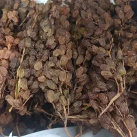 کشمش اشغار درجه یک