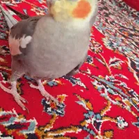 فروش عروس هلندی