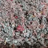 زرشک کوهی|خوردنی و آشامیدنی|شیروان (خراسان), |دیوار